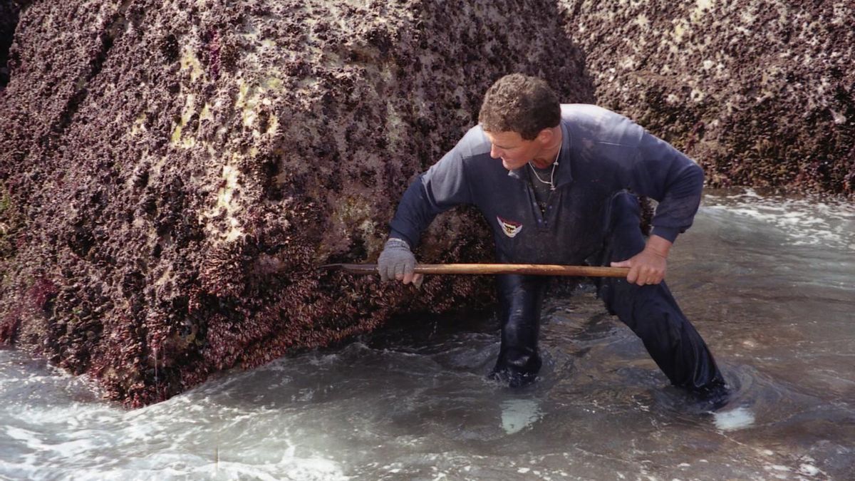 Imagen de un mariscador extrayendo percebes.