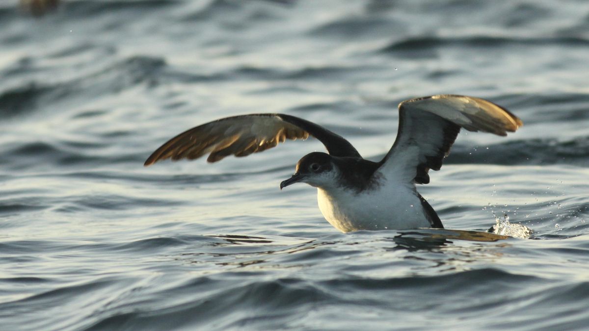 Una pardela pichoneta sobre le océano.