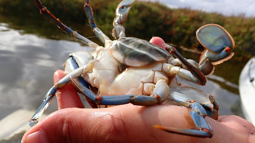 El 'Efecto Hidra' complica la lucha contra la mayor especie invasora del Mediterráneo