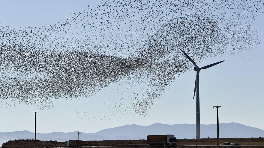 La protección llega demasiado tarde: cómo un megaproyecto eólico se convirtió en campo de muerte de especies protegidas