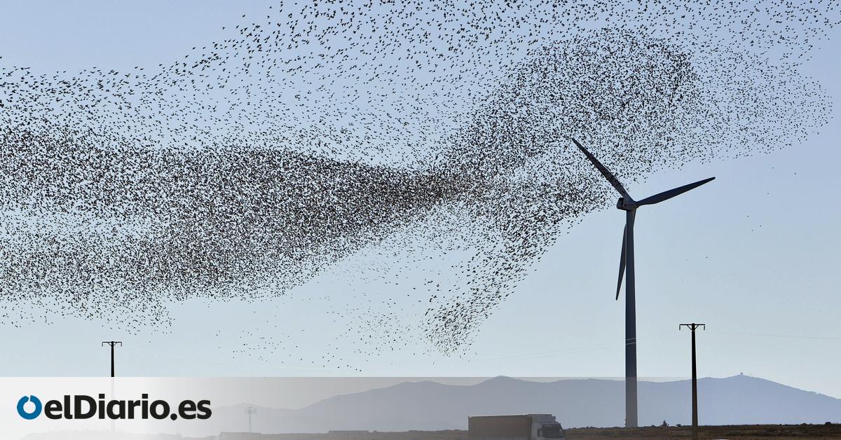 La protección llega demasiado tarde: cómo un megaproyecto eólico se convirtió en campo de muerte de especies protegidas