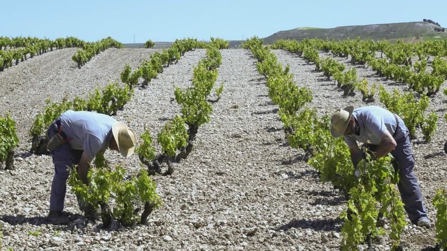 Eduardo Margareto / Ical. Trabajadores de Bodegas Emilio Moro observan el estado de la viñas.