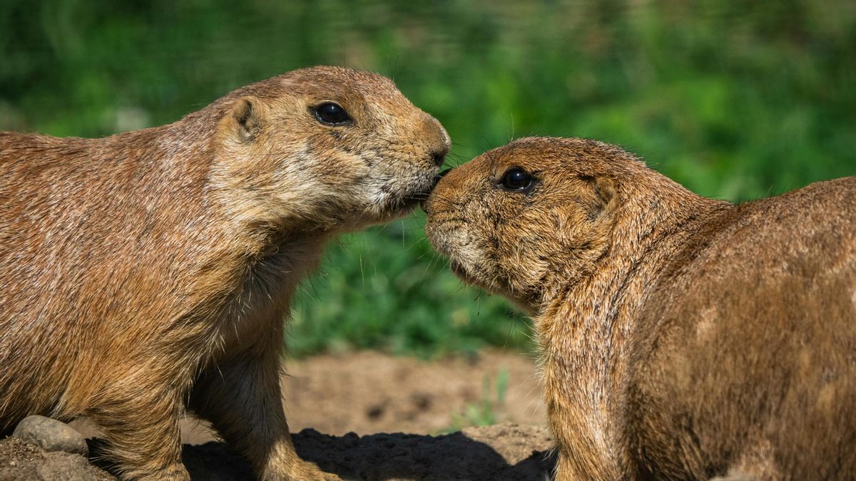 Diferentes especies hacen este contacto 'nariz con nariz' entre sus miembros.