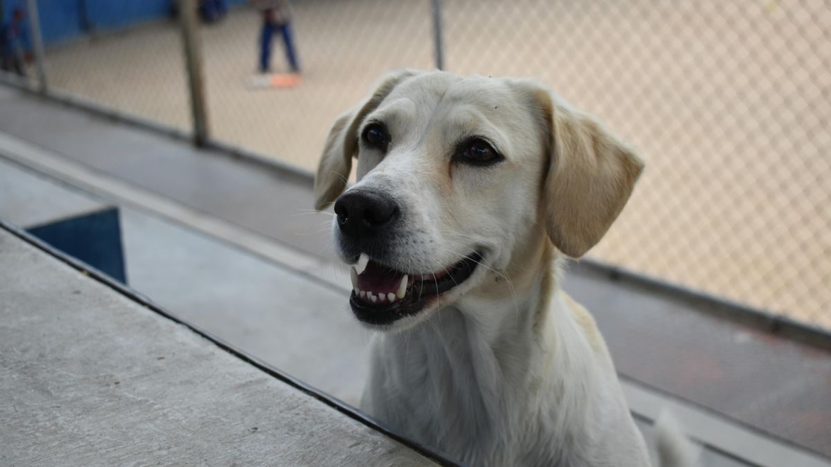 Ni pena de prisión por dejar solo al perro, ni multas por adoptar: todos los bulos en torno a la Ley de Bienestar Animal
