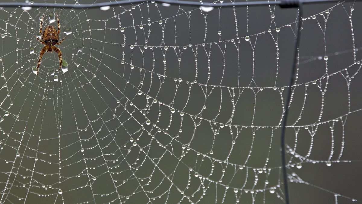 Descubiertos en León nuevos fósiles de arácnidos del Carbonífero superior