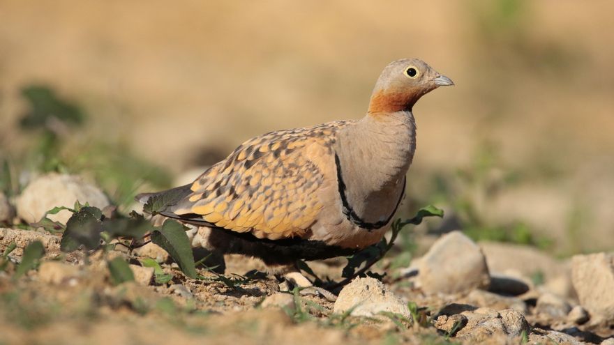 La aceleración de renovables afecta "negativamente" a una especie amenazada, según el CSIC