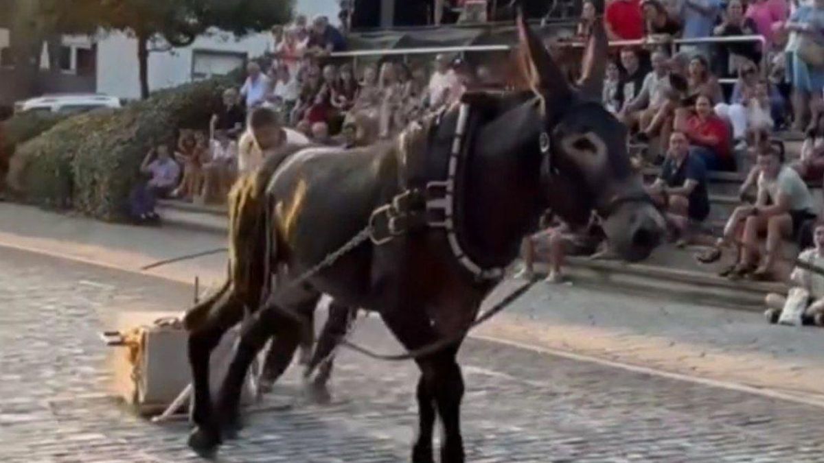 Informes veterinarios constatan "el dolor y estrés" que producen en los burros las pruebas de arrastre de piedra en fiestas