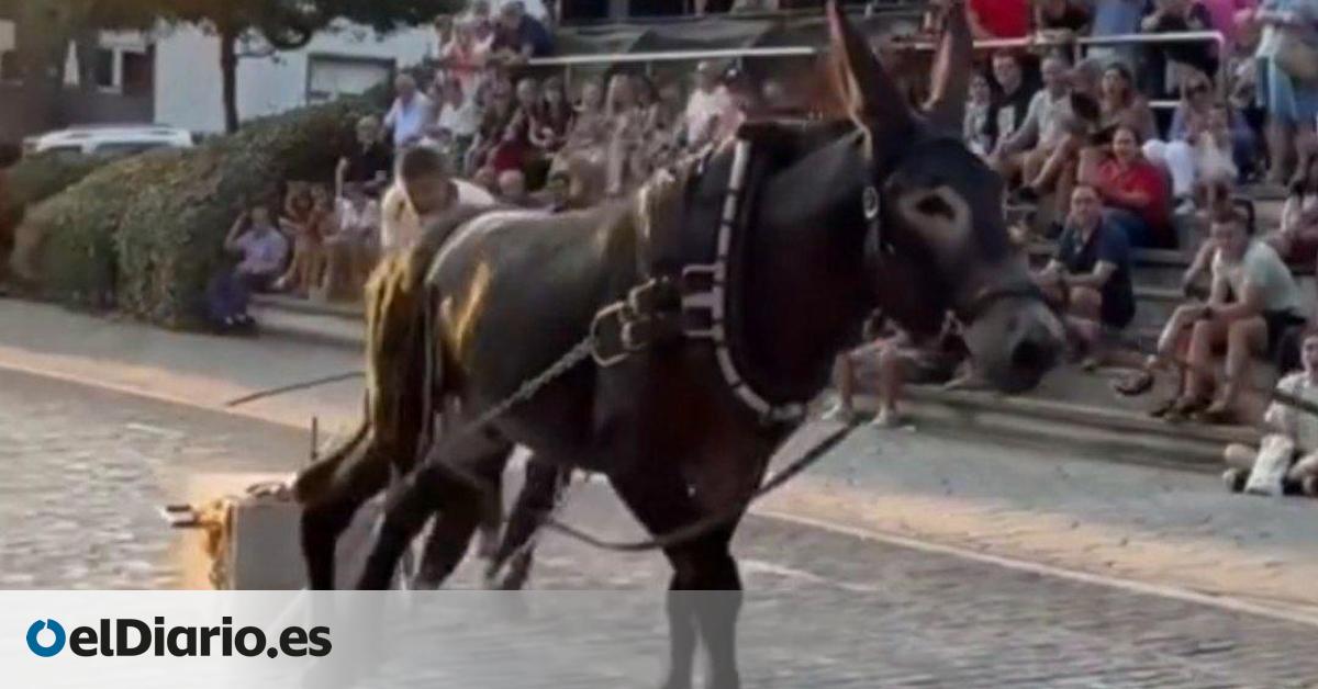 Vecinos de Leioa inician una recogida de firmas para acabar con las pruebas de arrastre de piedra con animales en fiestas
