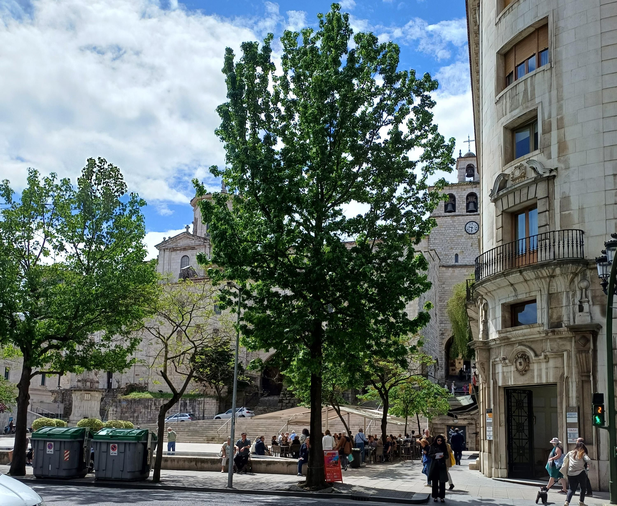 Árbol de la calle Calvo Sotelo que desaparecerá en los próximos días.