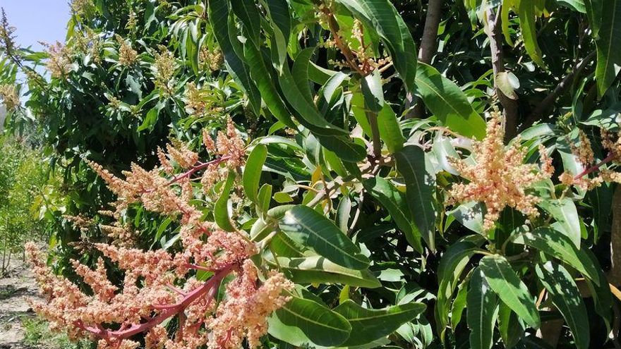 ¿Cómo saber si las puntas de las hojas de tus plantas se secaron por exceso o por falta de agua?