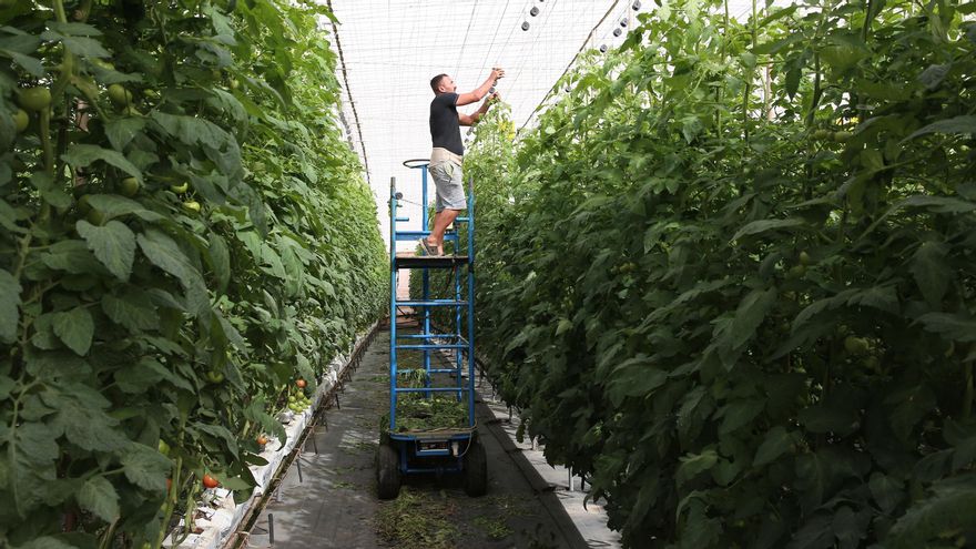 Cientos de rumanos llegaron a La Aldea de San Nicolás por el tomate; ahora se están marchando también por ello: “No se cobra como antes”