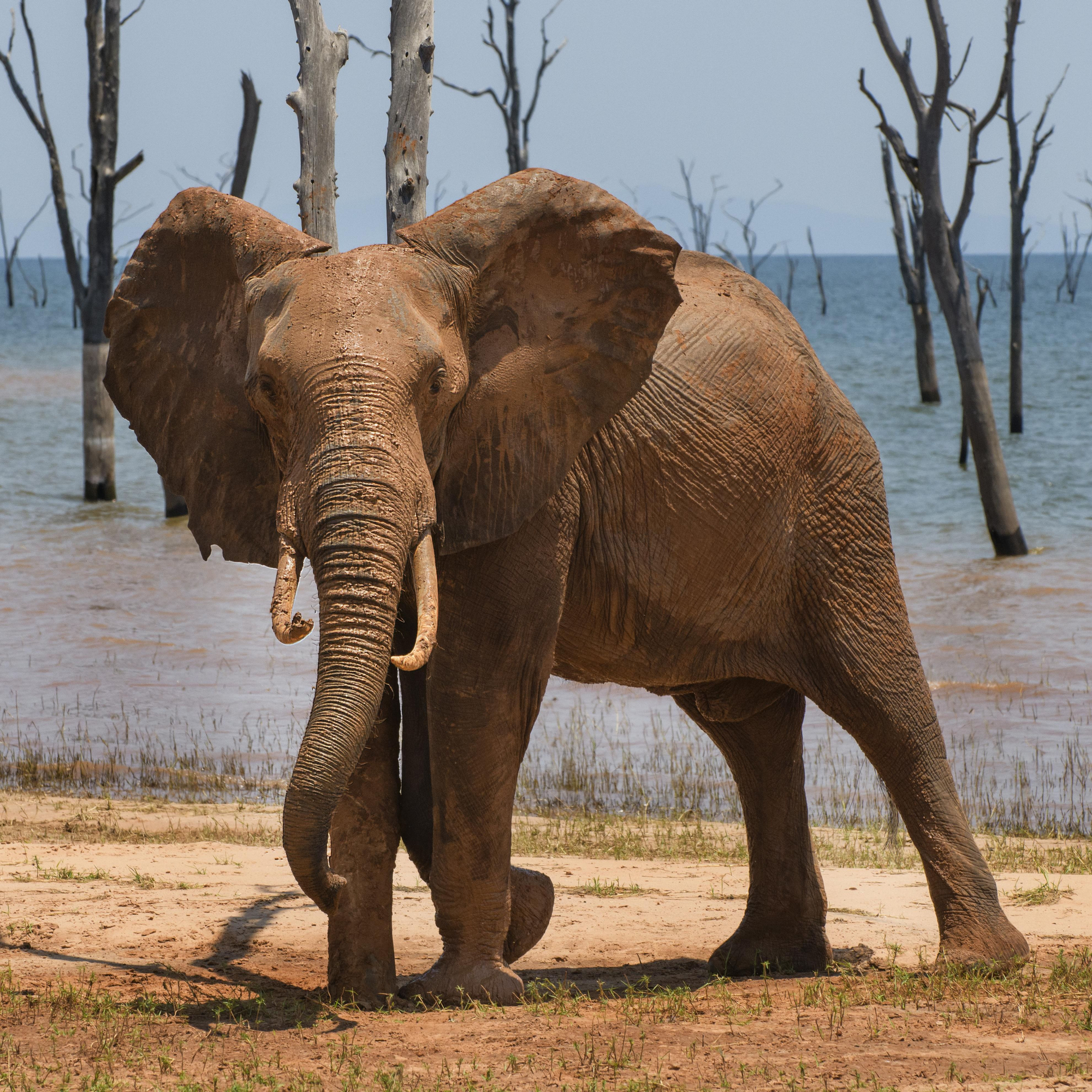 Una de las cuatro imágenes que forman el galardonado como 'Mejor Portfolio', 'Baño de lodo' ('Mud bath').