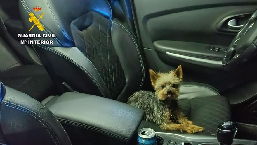 Los ladridos de un yorkshire consiguen salvar la vida de su dueño tras caerse por un talud