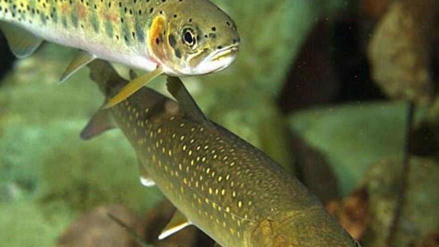 Una nueva orden de refugios de pesca protegerá la trucha "genéticamente pura" en Castilla-La Mancha