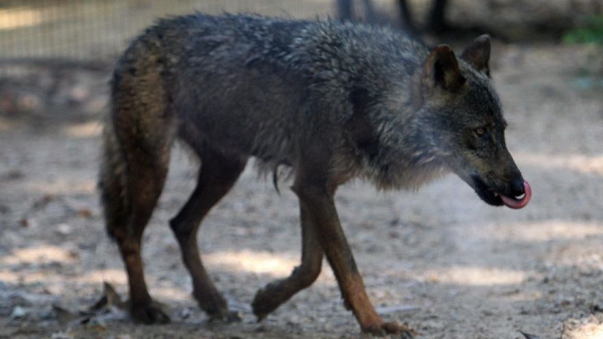 Admitido a trámite otro recurso de ecologistas contra la caza del lobo en Galicia