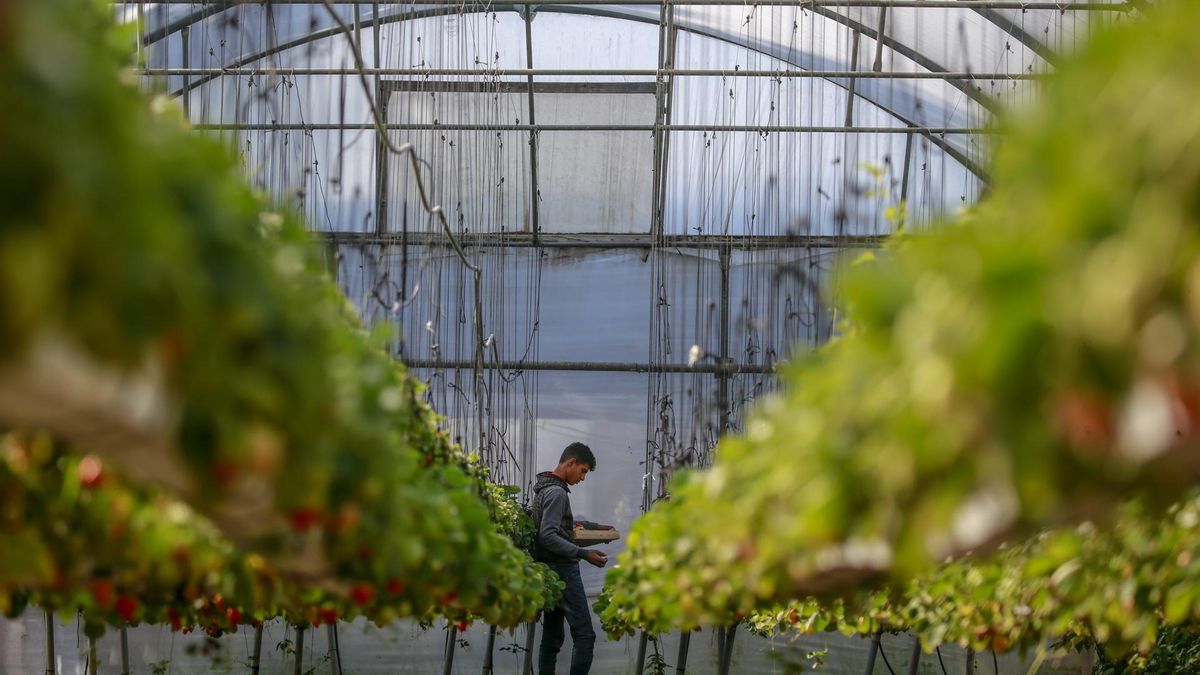 Cultivo de fresas en un invernadero del norte de la Franja de Gaza, a principios de 2023.
