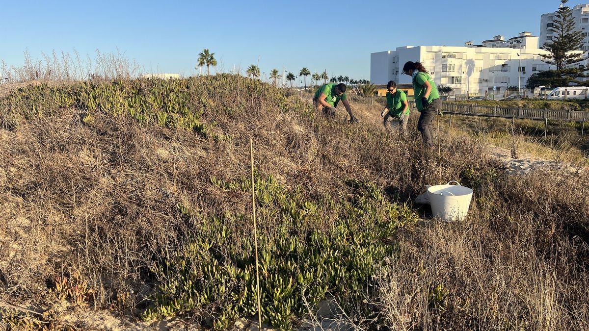 Labores de conservación