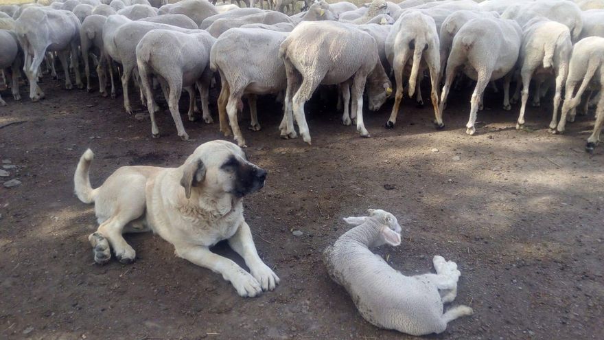 Castilla-La Mancha reparte 151.000 euros para que 47 ganaderos adopten medidas para prevenir posibles ataques de lobo