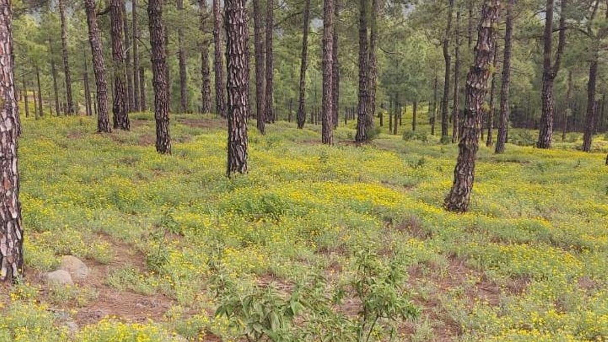 La primavera pinta de amarillo La Caldera: el corazoncillo florece con intensidad tras las generosas lluvias