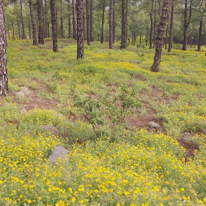El corazoncillo (Lotus campylocladus subsp. Hillebrandii)  ha extendido un manto amarillo continuo en algunas zonas de pinar de la Caldera de Taburiene.