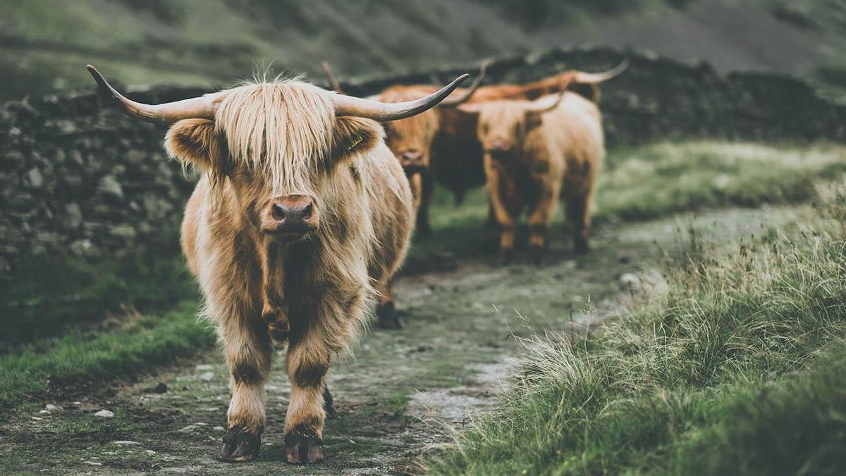Las peludas vacas escocesas.