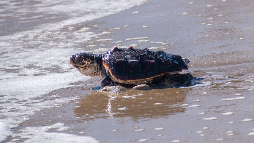Se ofrece tortuga boba macho para salvar la especie: razón, España