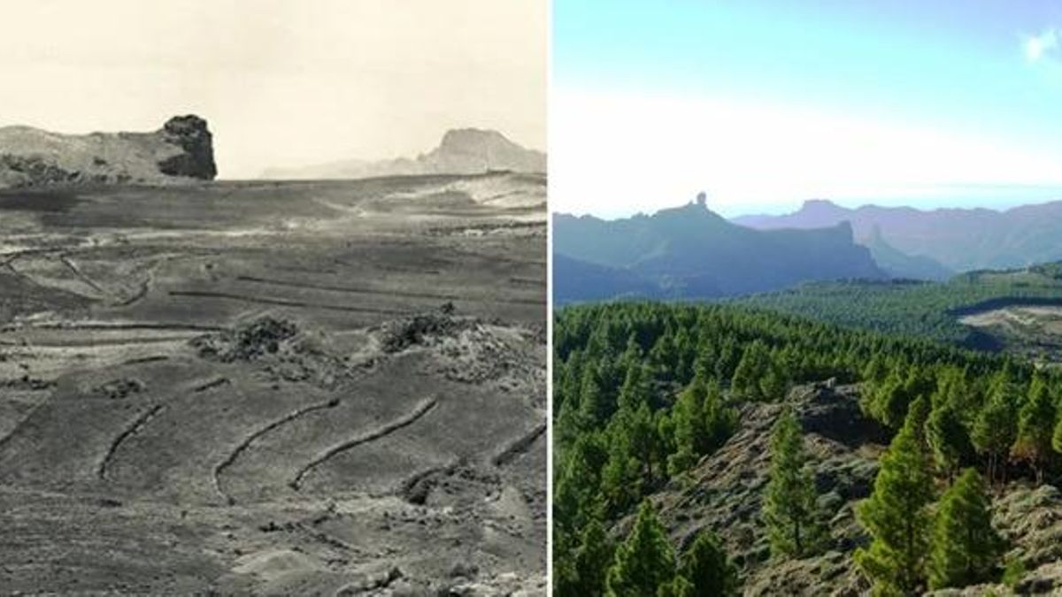 El milagro de los 14 millones de pinos en Gran Canaria