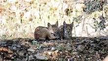 El impulso del lince sigue "con mano de hierro" y "optimismo" a pesar de las muertes sin esclarecer