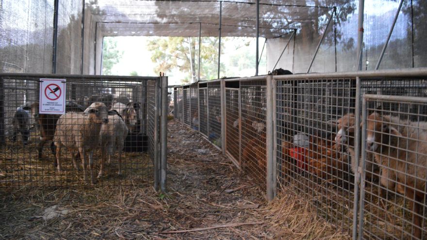 Por el Recinto Ferial de El Paso, desde que comenzó la erupción, han pasado 700 animales.