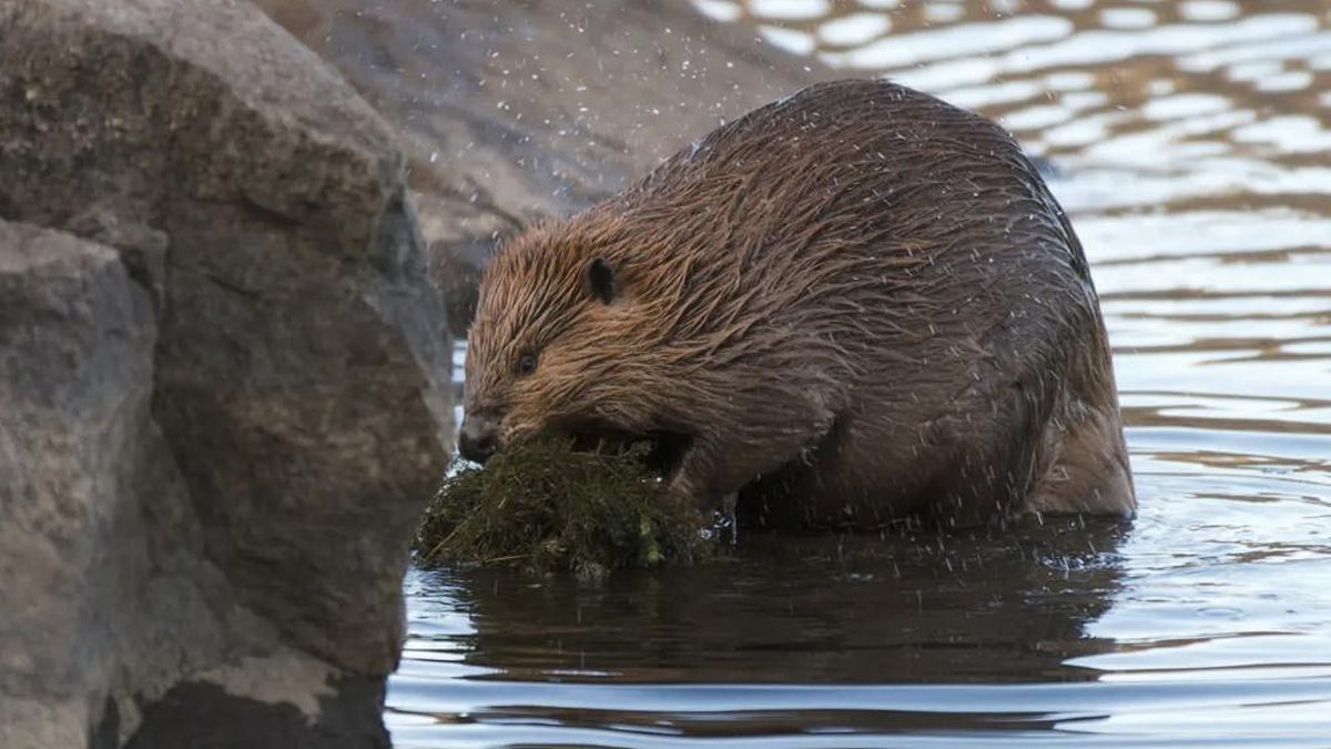 Ejemplares de castor localizados en Segrià, Tajo y Guadalquivir están demasiado lejos entre sí