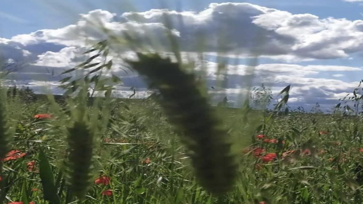 Vivir en el campo, la cura frente al desgaste del ritmo frenético en las ciudades