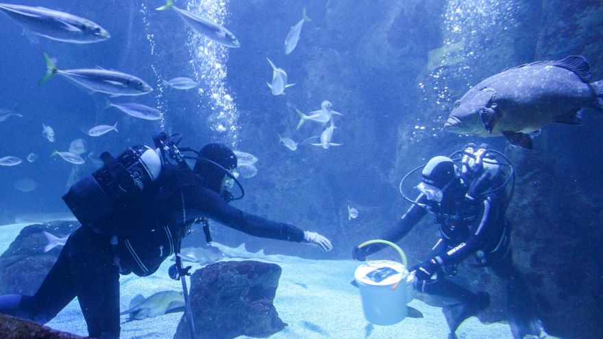 El BIOPARC Acuario de Gijón cumple dos décadas consolidado como referente de conservación marina