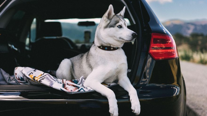 Viajar con animales: una guía para desplazarte con tu perro o gato de forma segura y sin imprevistos