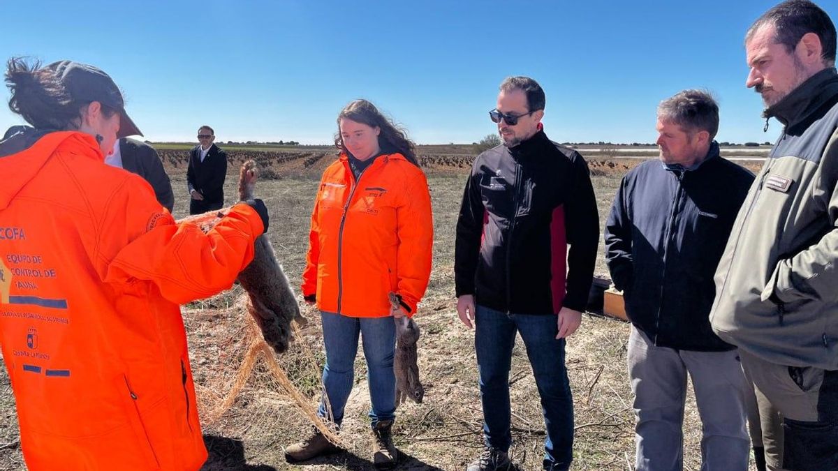 ‘Caza-conejos’ para hacer frente a la sobrepoblación en Castilla-La Mancha: huroneros y agentes medioambientales