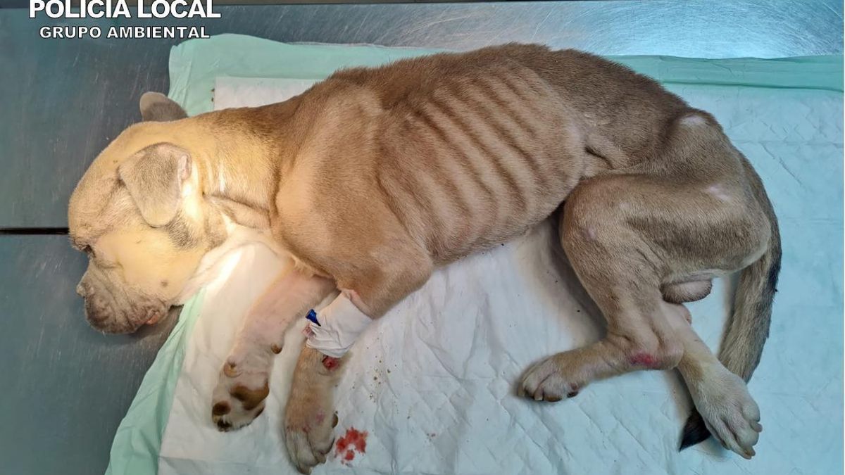 La Policía Local de Las Palmas investiga a dos personas por presuntamente dejar morir a su perro de hambre y sed