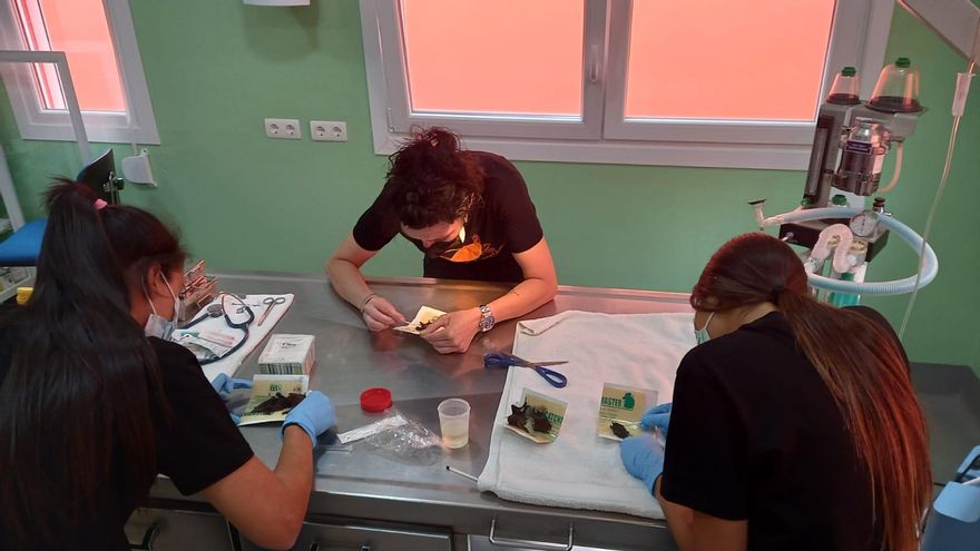 Los profesionales del Centro de Recuperación de Fauna Silvestre de La Tahonilla intentan mantener con vida al resto de murciélagos hallados