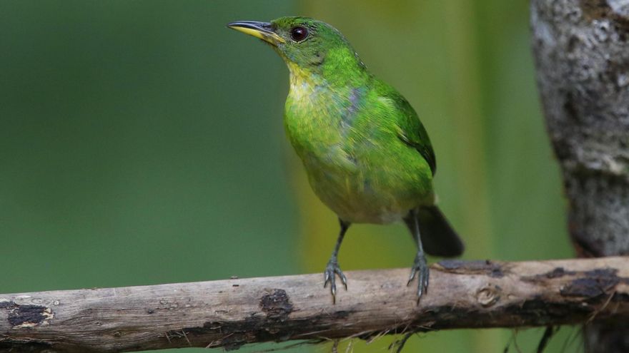 Un pájaro australiano se olvida de cantar por el declive de su población