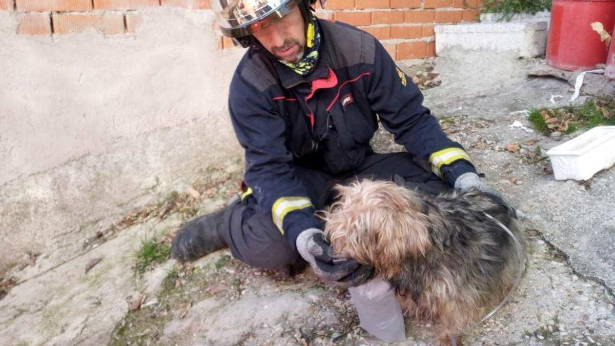 Urge un protocolo que tenga en cuenta a todos los animales ante incendios y demás catástrofes