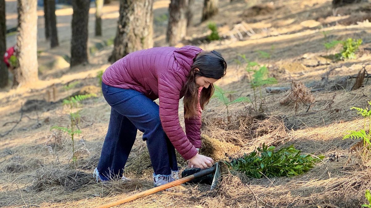 Plantación de especies endémicas  en el Refugio del Pilar.