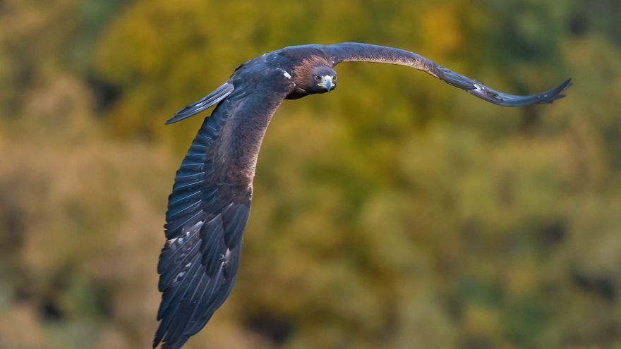 'Iberia, naturaleza infinita', una película rodada también en Castilla-La Mancha que llega al Festival de Málaga