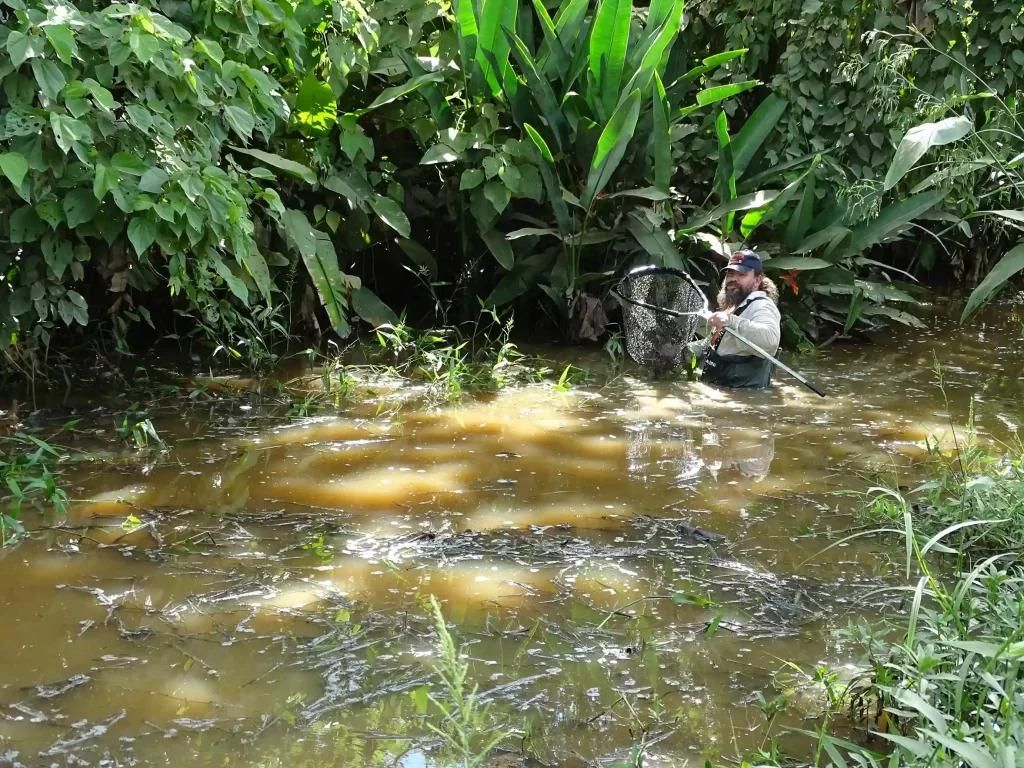 El investigador asociado Heinz Drawert, dentro de un humedal temporal en búsqueda de rivúlidos. Foto: cortesía Revista Nómadas
