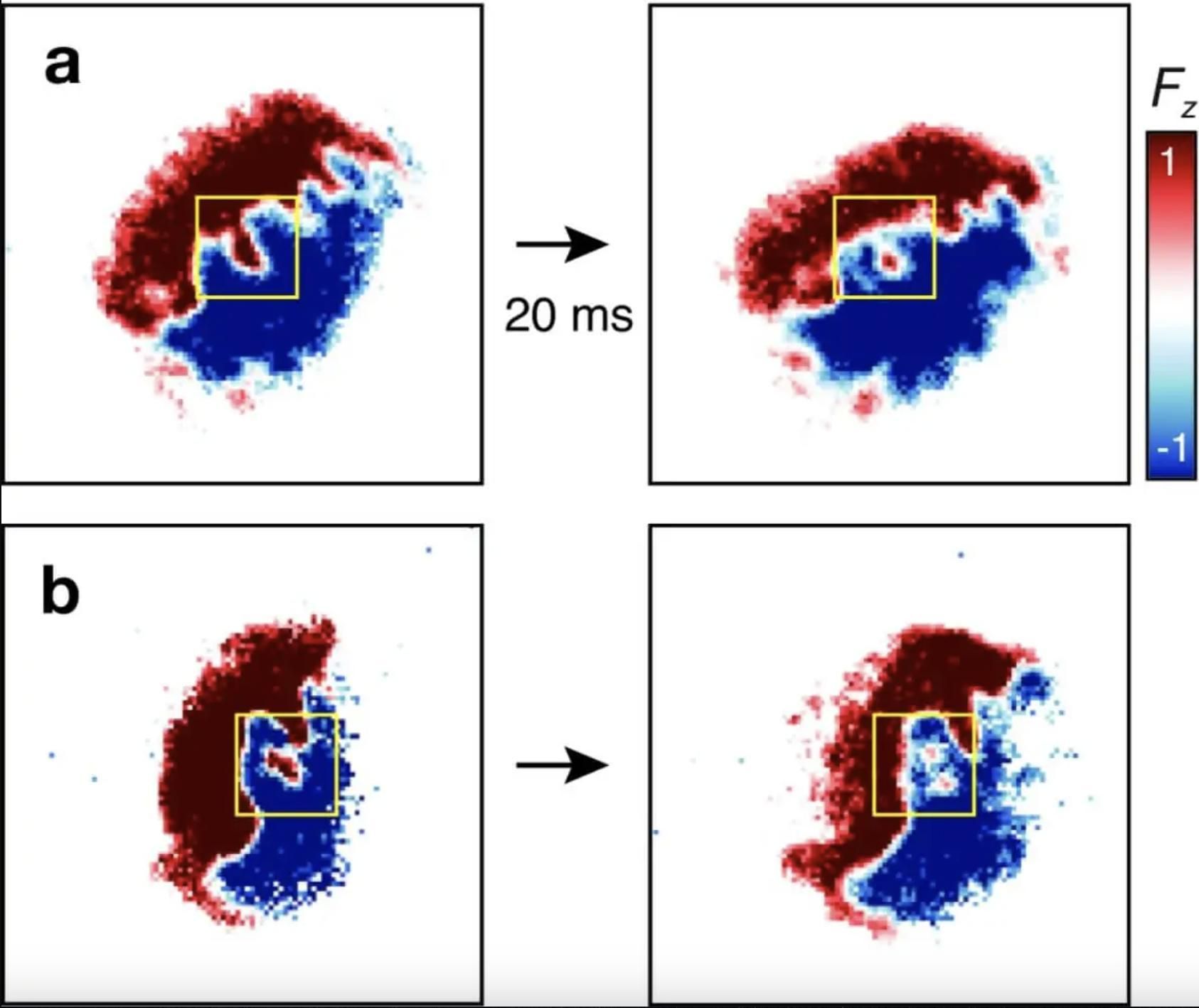 Evolución de los skyrmiones en forma de media luna generados por inestabilidad cuántica