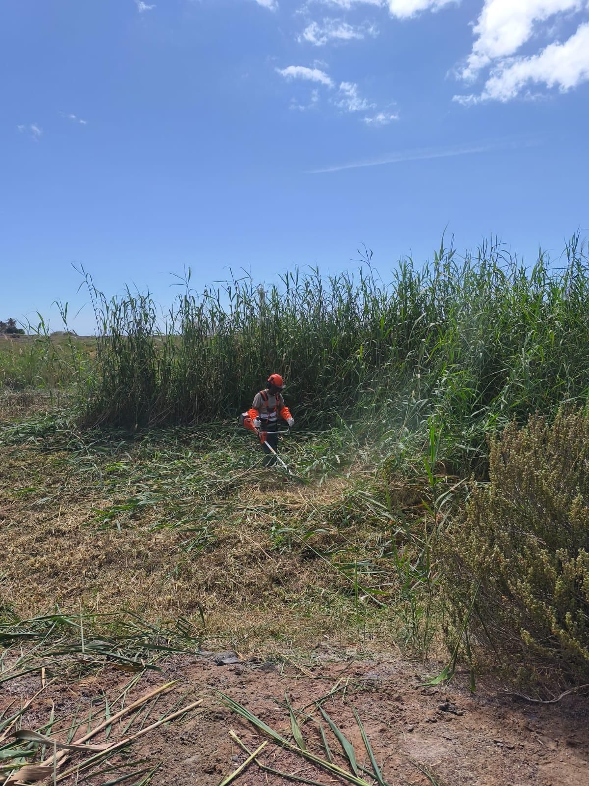 Trabajos para erradicar el carrizo invasor en el Saladar de Jandía (Fuerteventura).