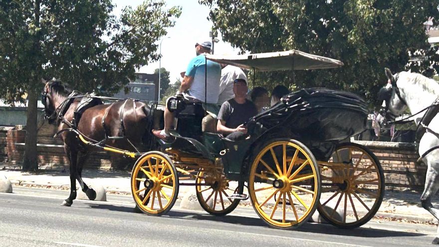Pacma denuncia la sobrecarga de coches de caballos en Sevilla en horas de máximo calor