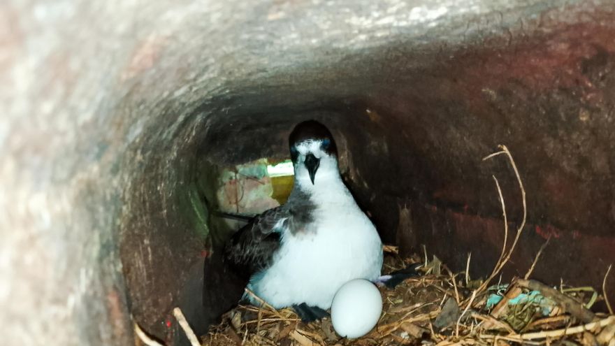 Realizan seguimiento al anidamiento del petrel de Galápagos, especie en peligro crítico