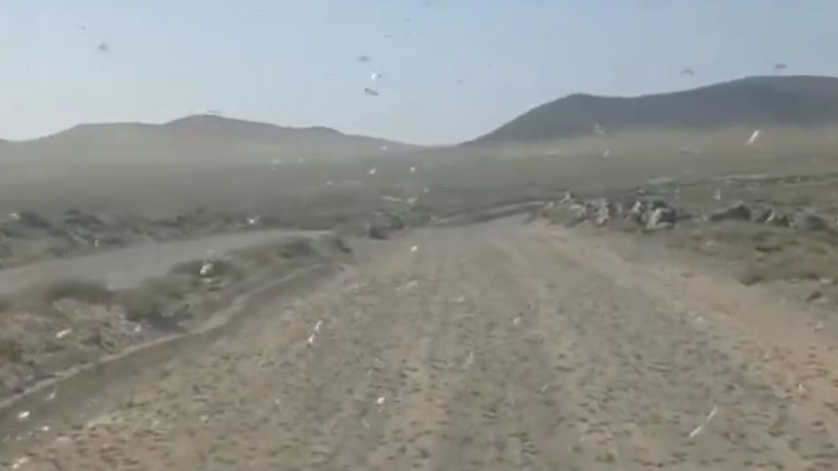 Cientos de langostas africanas llegan a Lanzarote