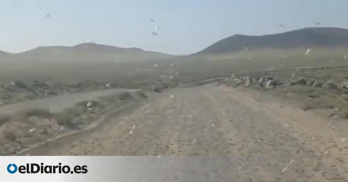 La calima atrae a cientos de ejemplares de langosta africana hacia Lanzarote