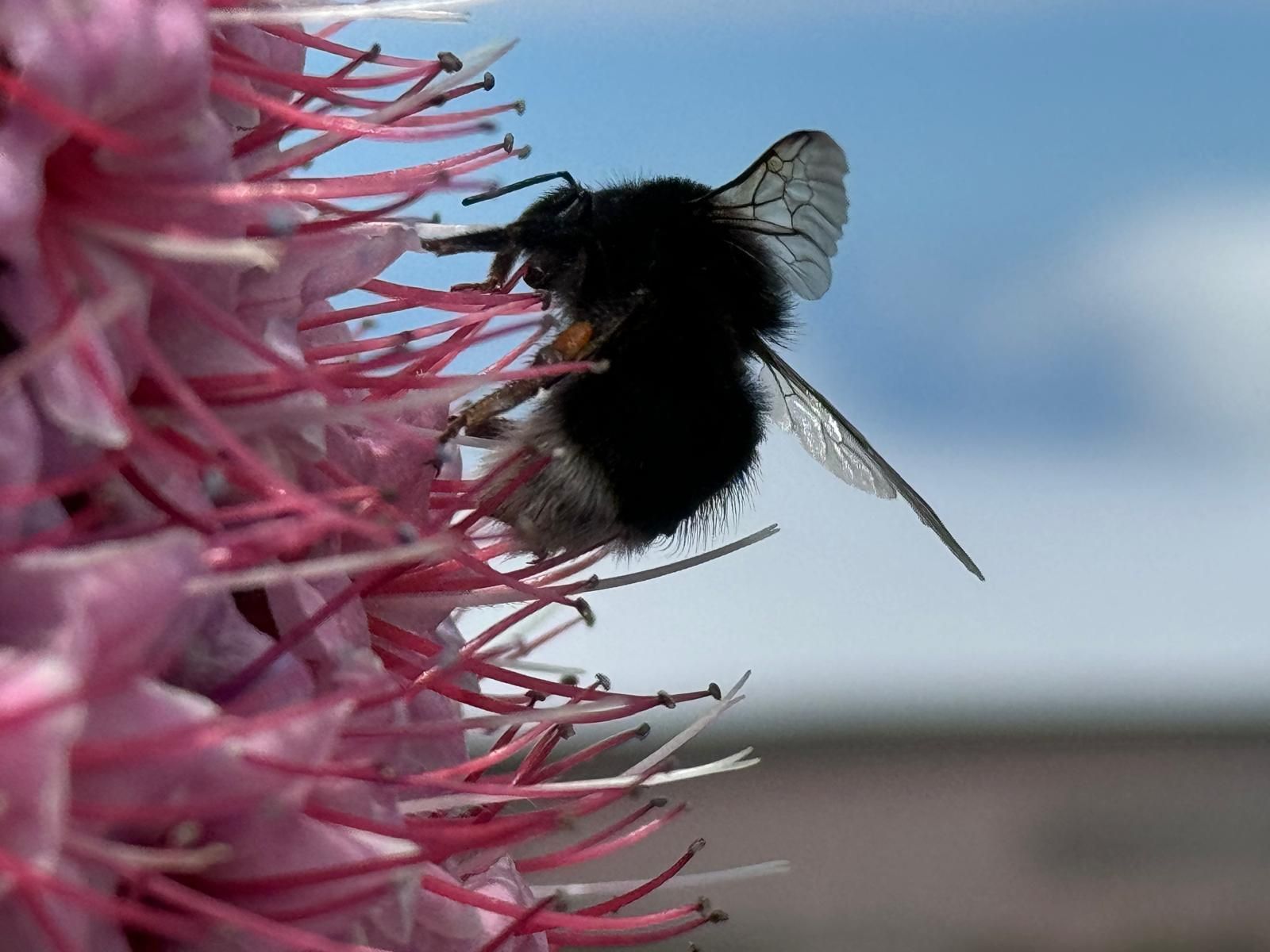 Un abejorro canario (Bombus terrestris canariensis) libando las flores de un tajinaste rosado.
