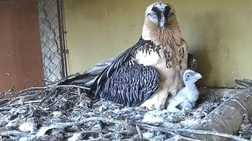 Nace por primera vez en un zoo español un pollo de quebrantahuesos de "padres" austríacos