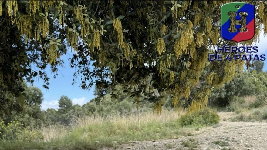 Jude, el pequeño labrador que no puede trabajar con la Policía Nacional y que ahora busca hogar